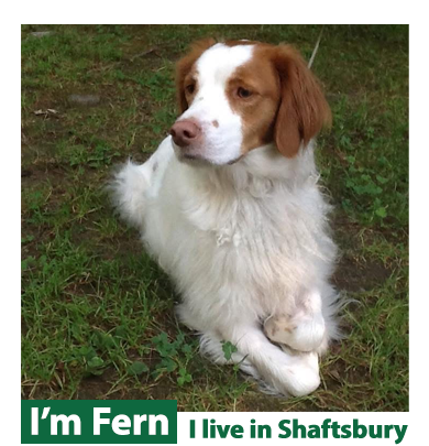 register your dogs for safety