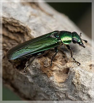 Emerald Ash Borer (usda.gov)