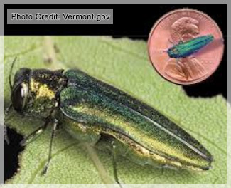 Emerald Ash Borer