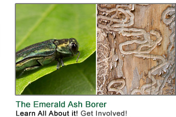 Learn About the Emerald Ash Borer Issue