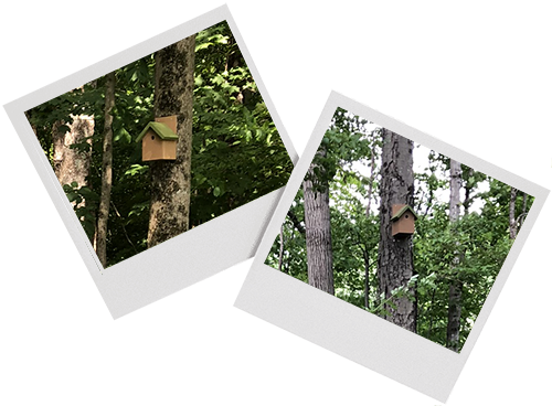 bird houses installation on Tilgner Nature trail