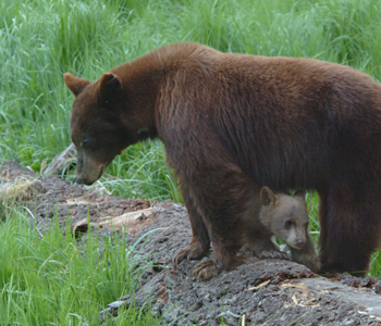 Bear Picture